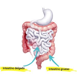 Intestino delgado y grueso. SIBO